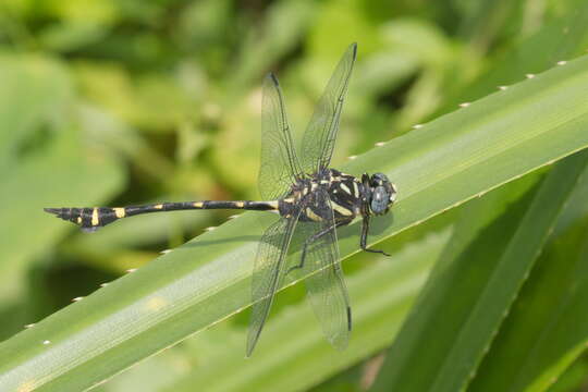 صورة Ictinogomphus rapax (Rambur 1842)