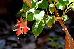 Fuchsia magellanica Lam. resmi