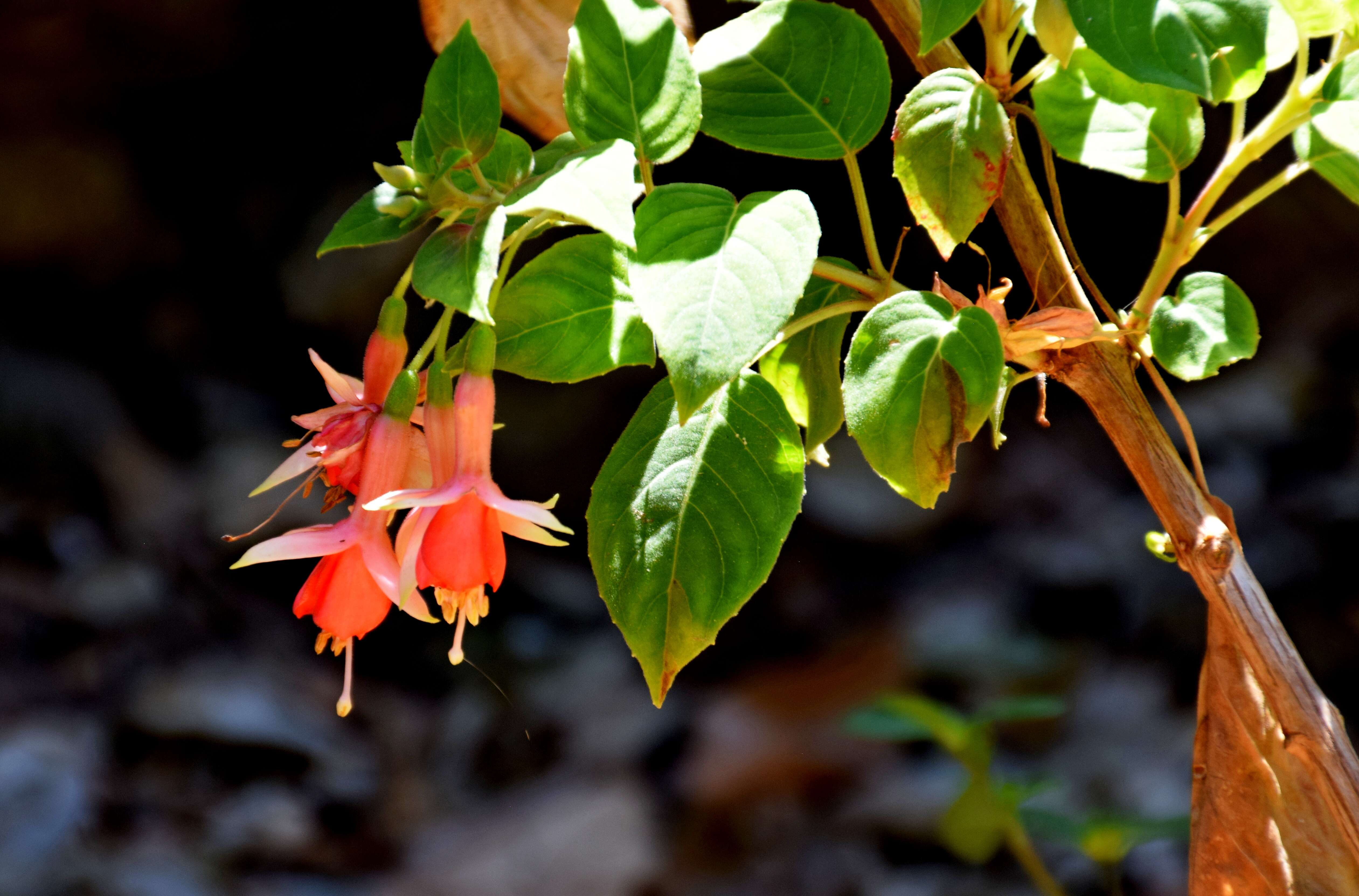 Fuchsia magellanica Lam. resmi