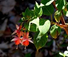 Fuchsia magellanica Lam. resmi