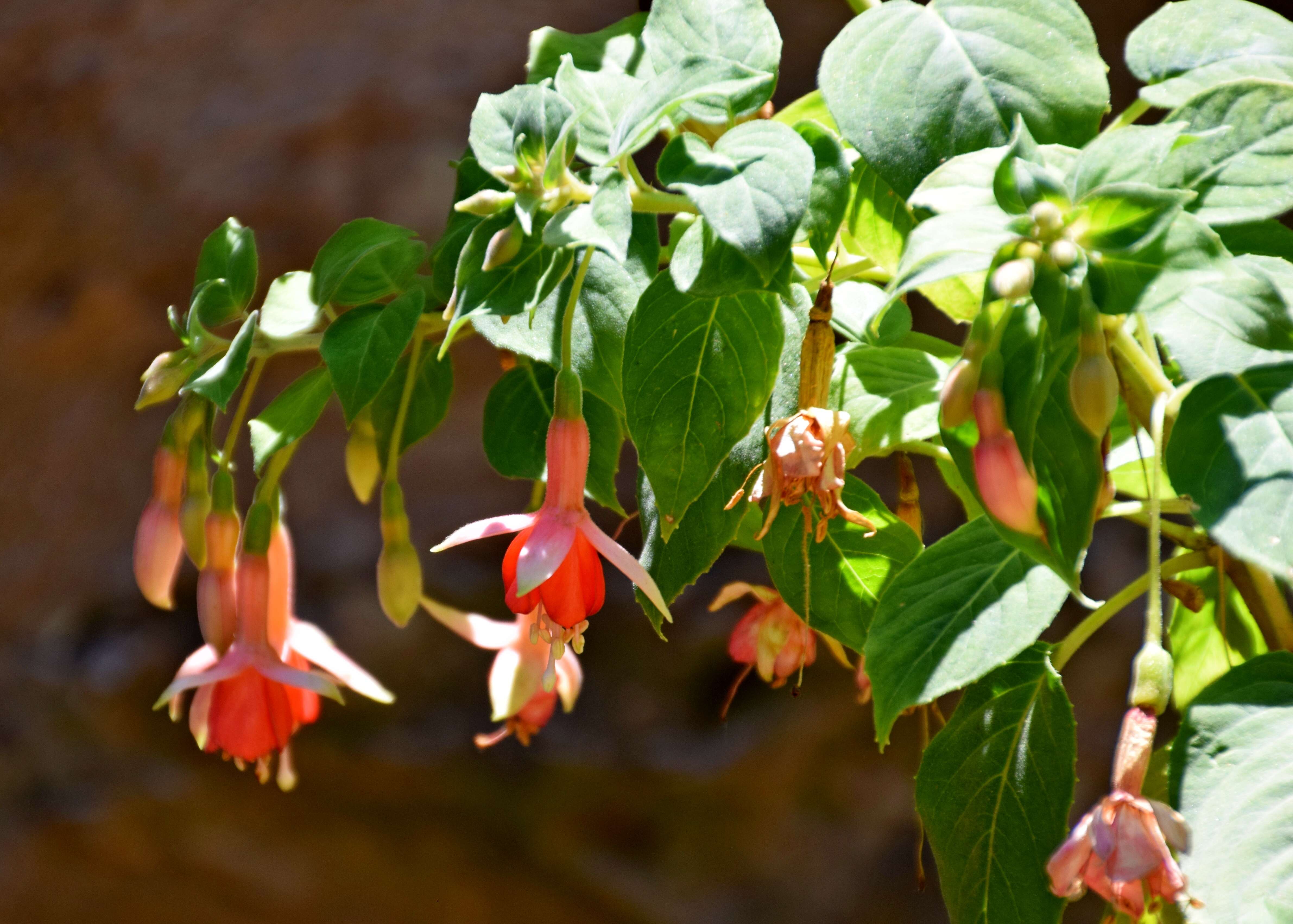 Fuchsia magellanica Lam. resmi