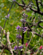 Nepeta curviflora Boiss. resmi