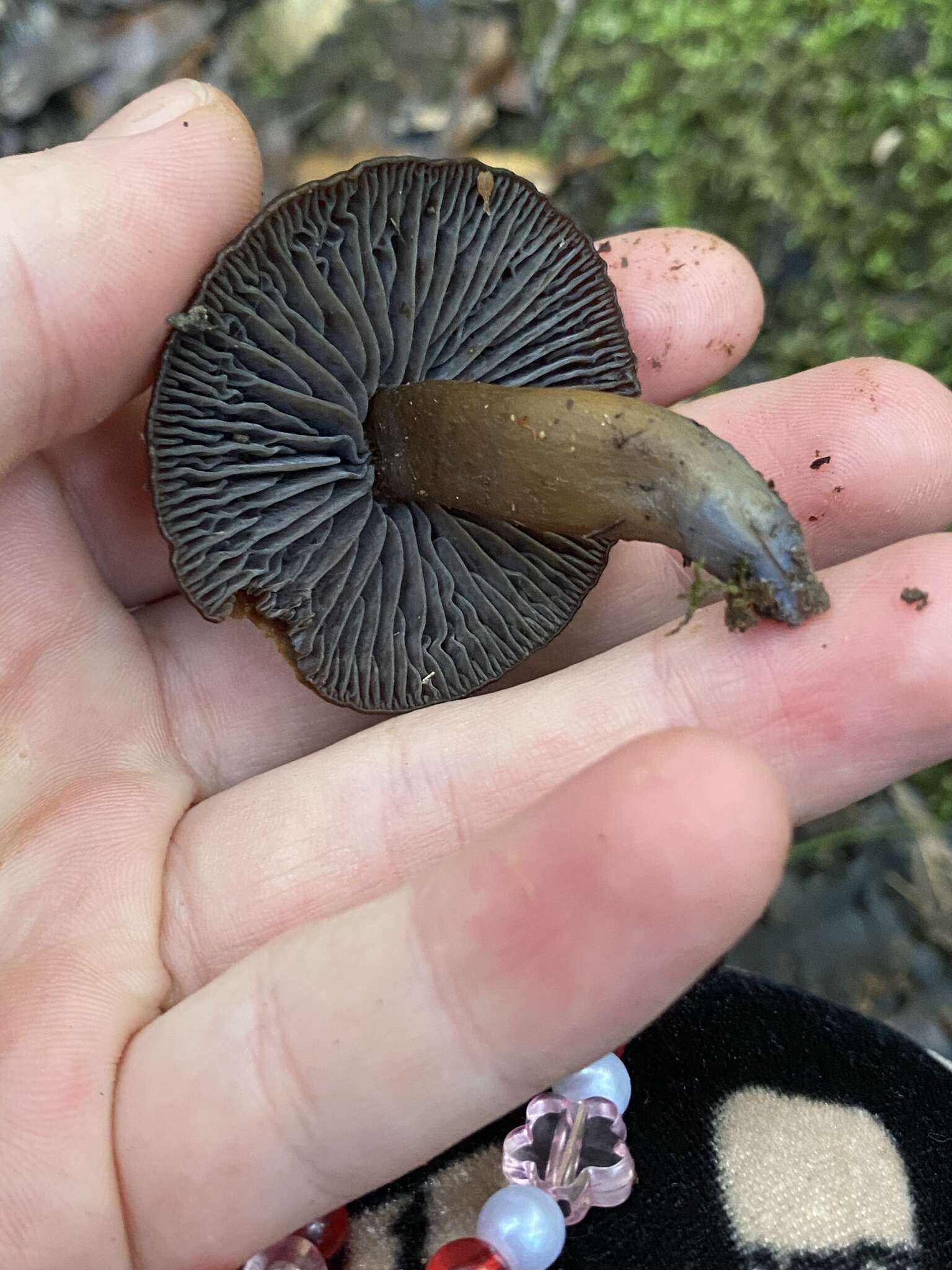 Image of Hygrocybe keithgeorgei (G. Stev.) E. Horak 1971