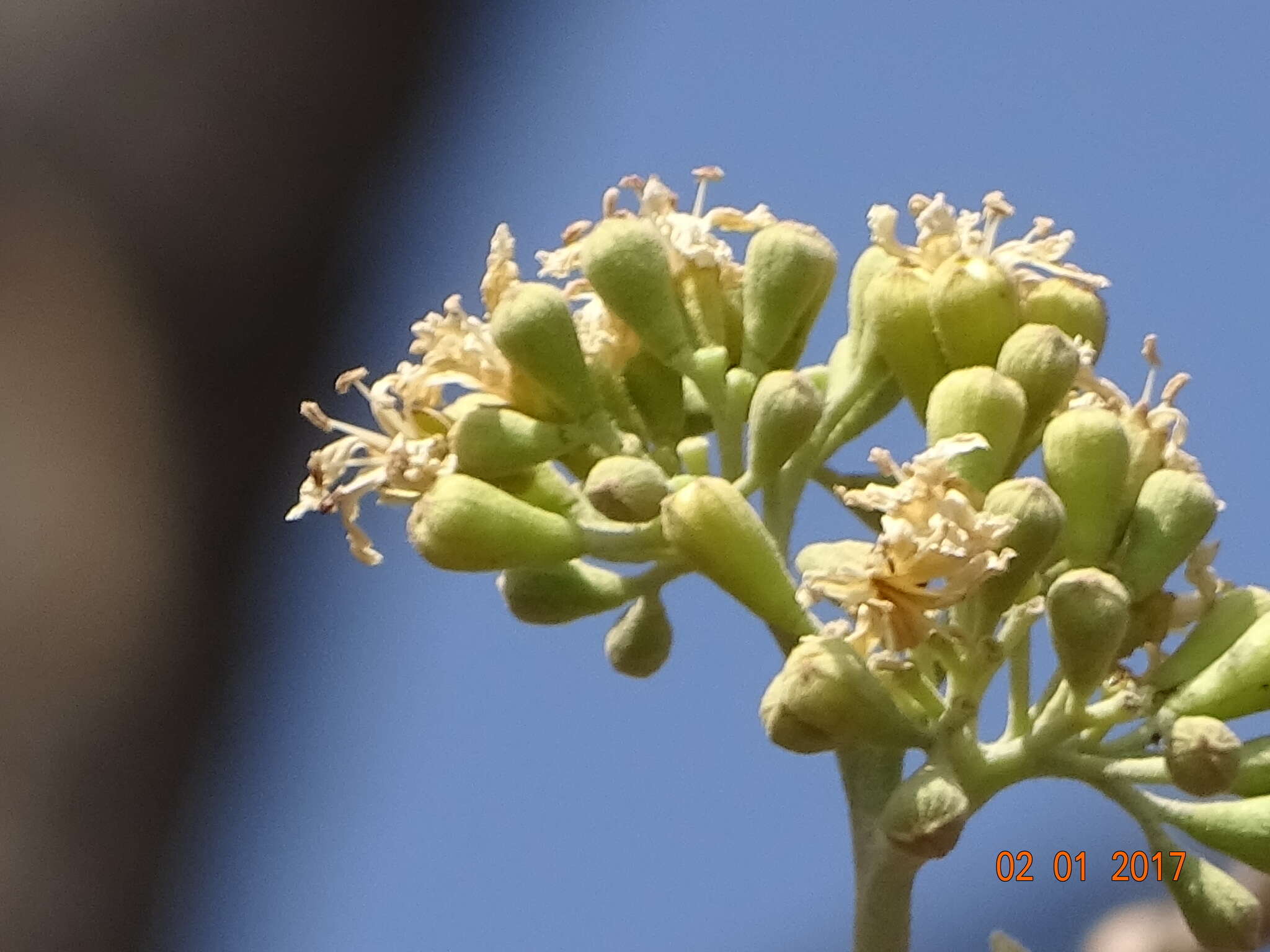 Plancia ëd Cordia macleodii Hook. fil. & Thoms.