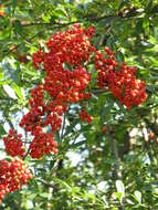 Image de Pyracantha coccinea M. J. Roemer