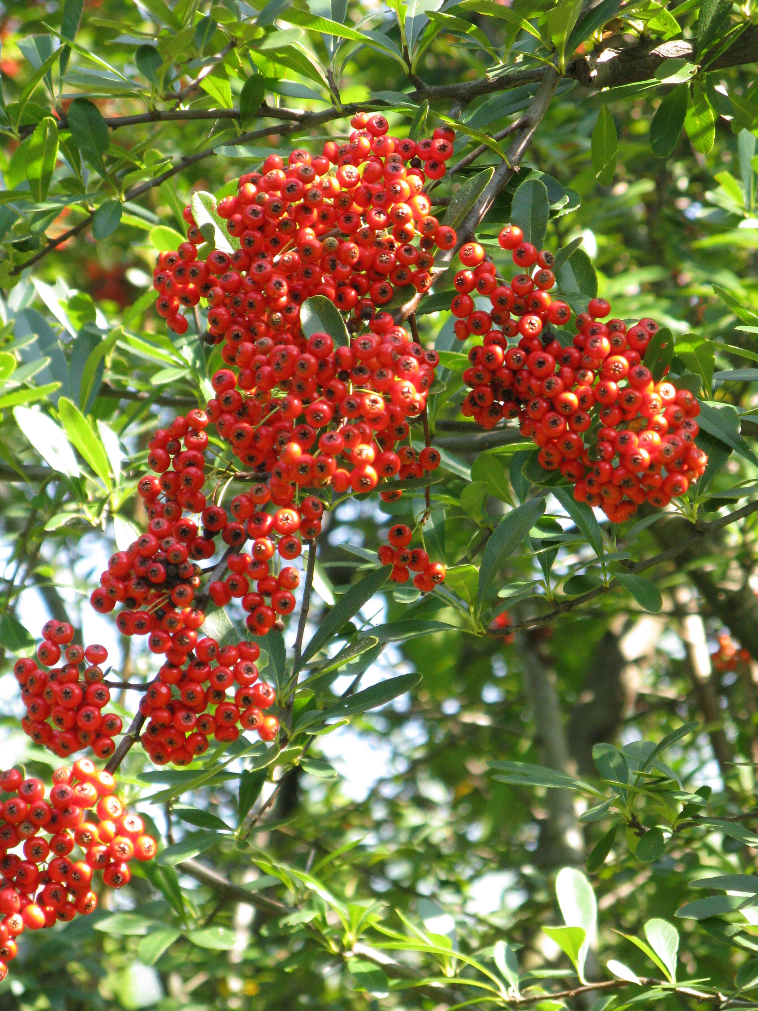 Image de Pyracantha coccinea M. J. Roemer