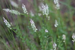 Polygala boykinii var. boykinii的圖片