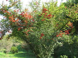 Image de Pyracantha coccinea M. J. Roemer