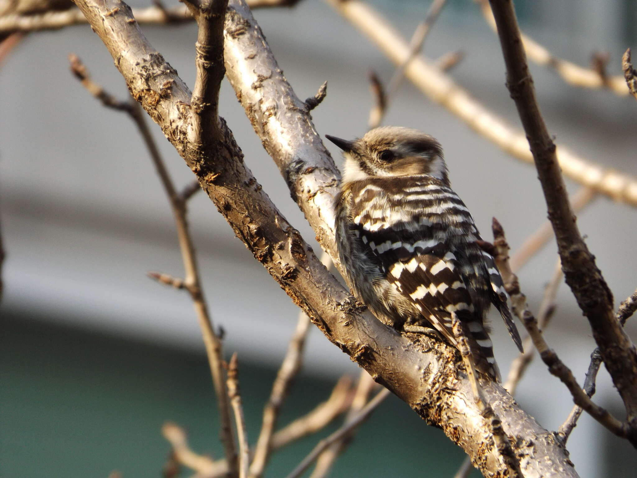 Image of Japanese Pygmy Woodpecker