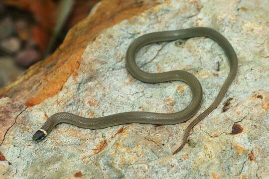 Image of Chihuahuan Blackhead Snake