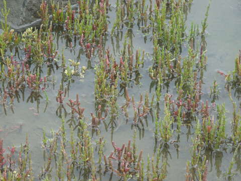 Image of glasswort