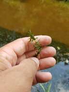 Image of American Pondweed