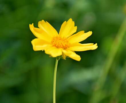 Image of largeflower tickseed