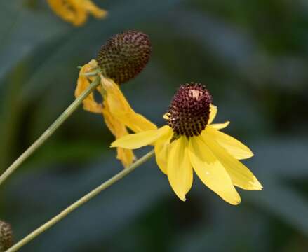 صورة Ratibida pinnata (Vent.) Barnh.