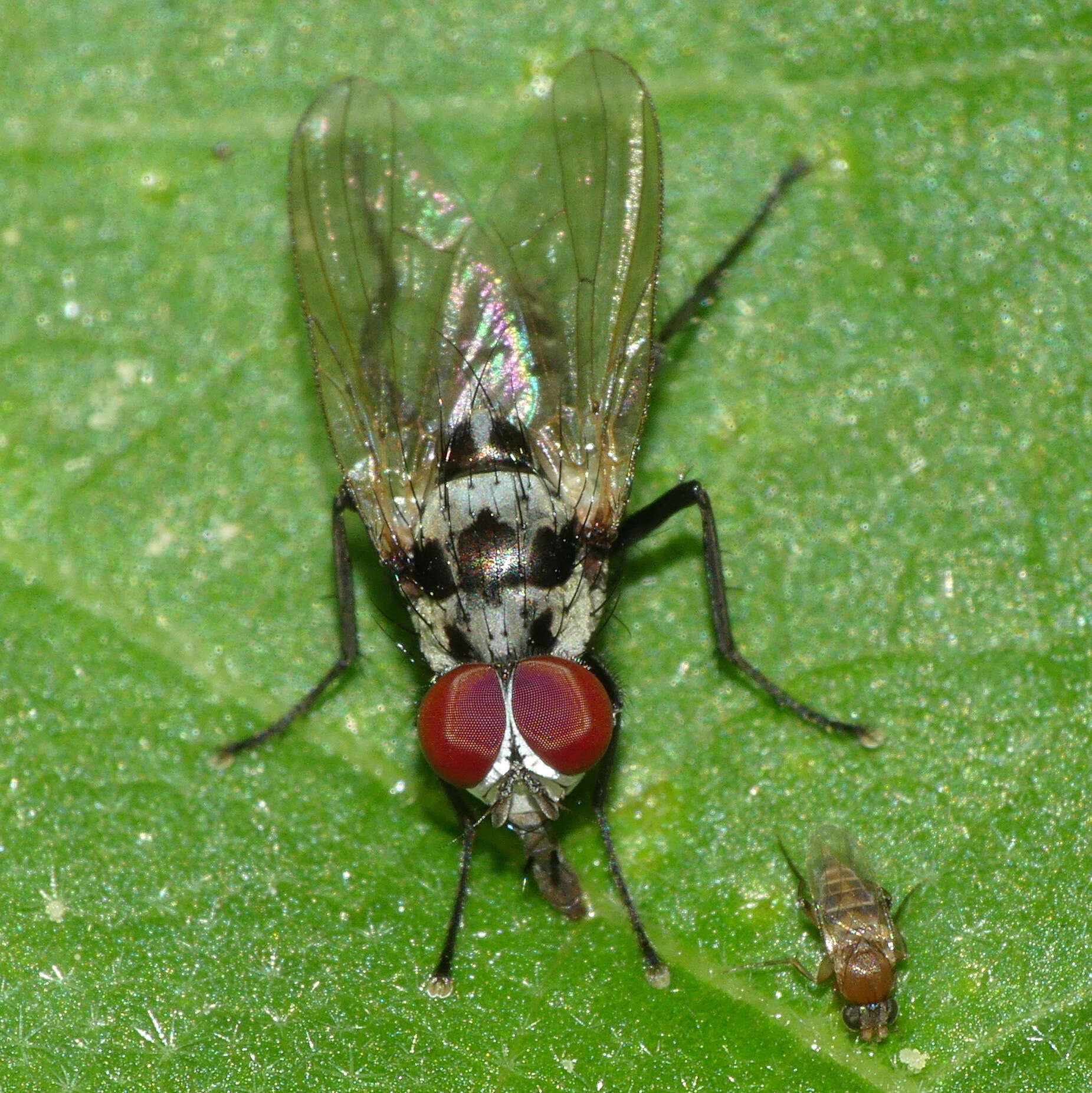 Image of Anthomyia procellaris Rondani 1866