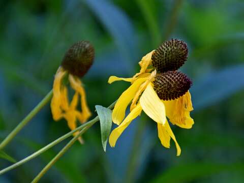 صورة Ratibida pinnata (Vent.) Barnh.