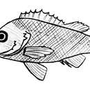 Image of White-edged rockfish