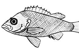 Image of White-edged rockfish