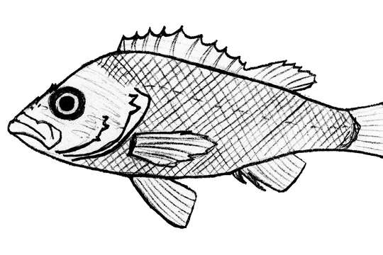 Image of White-edged rockfish