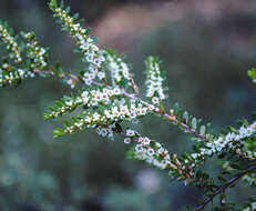 Sivun Thryptomene kuva