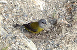 Image of Patagonian Sierra Finch