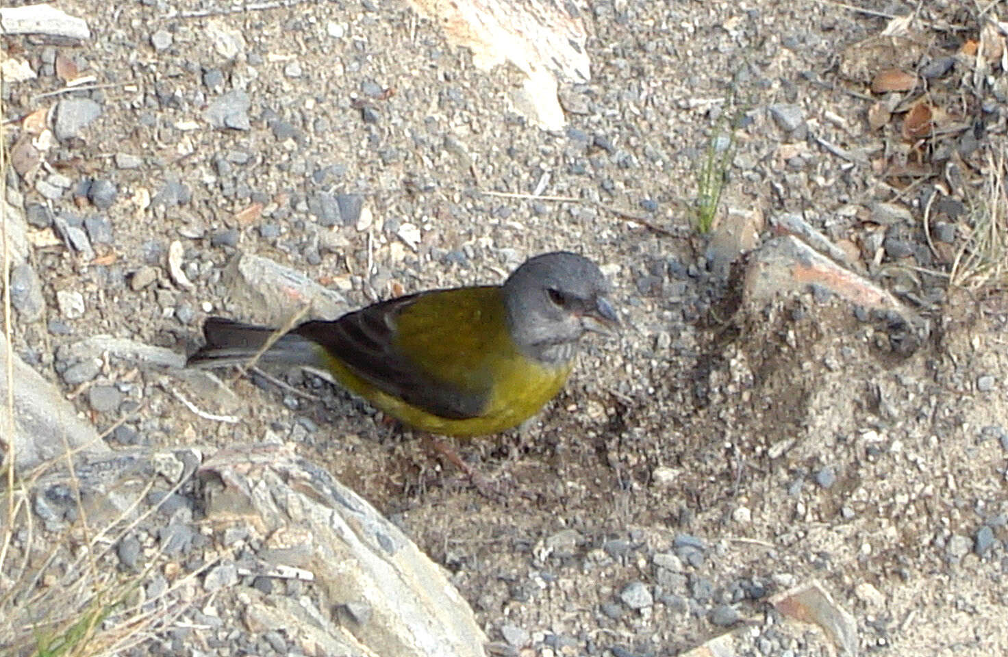 Image of Patagonian Sierra Finch