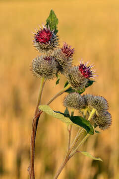 Image of woolly burdock