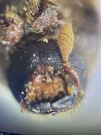 Image of Bark beetle