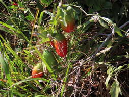 Image of Coccinia quinqueloba (Thunb.) Cogn.