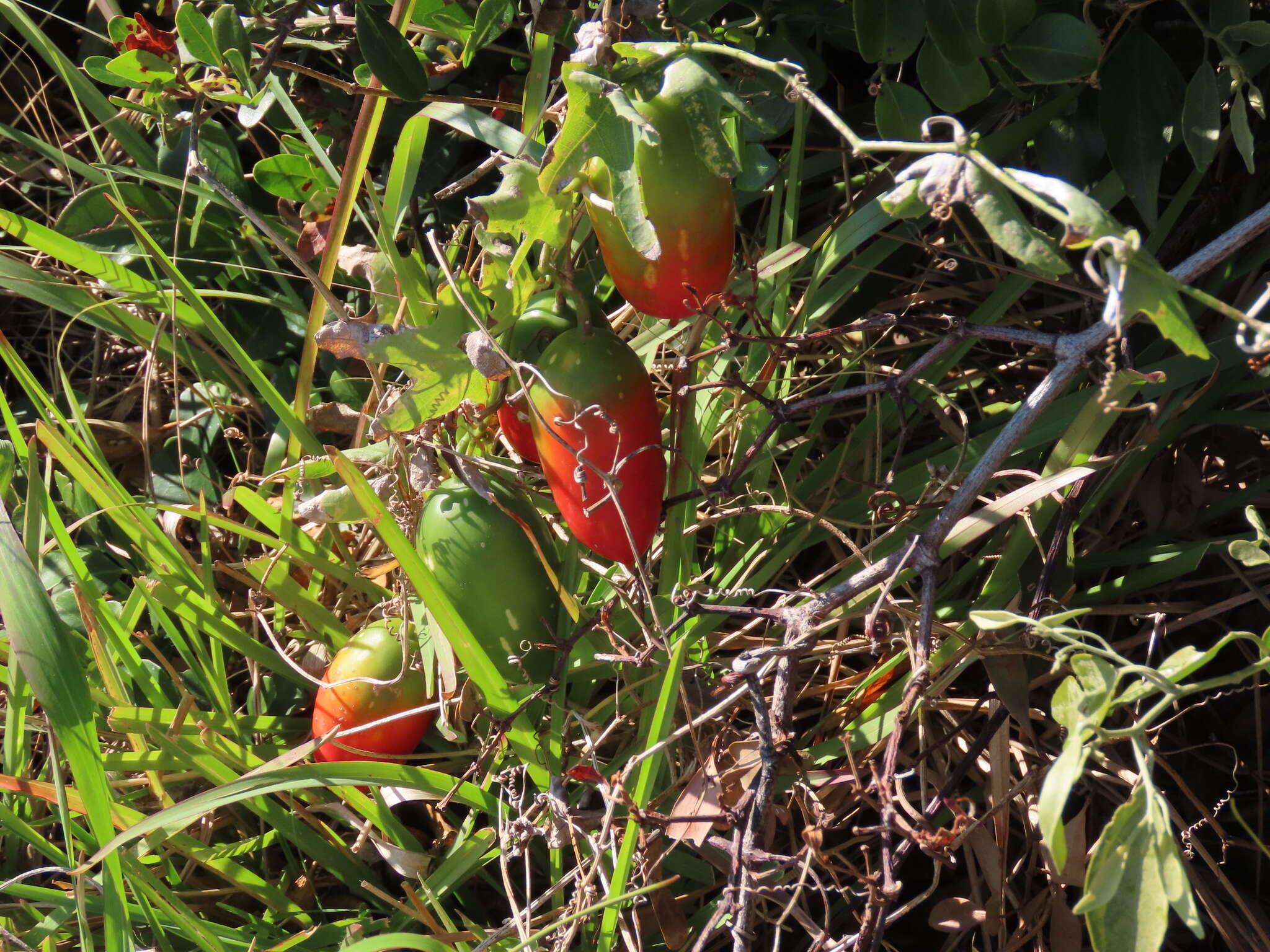 Image of Coccinia quinqueloba (Thunb.) Cogn.