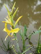 Imagem de Canna glauca L.