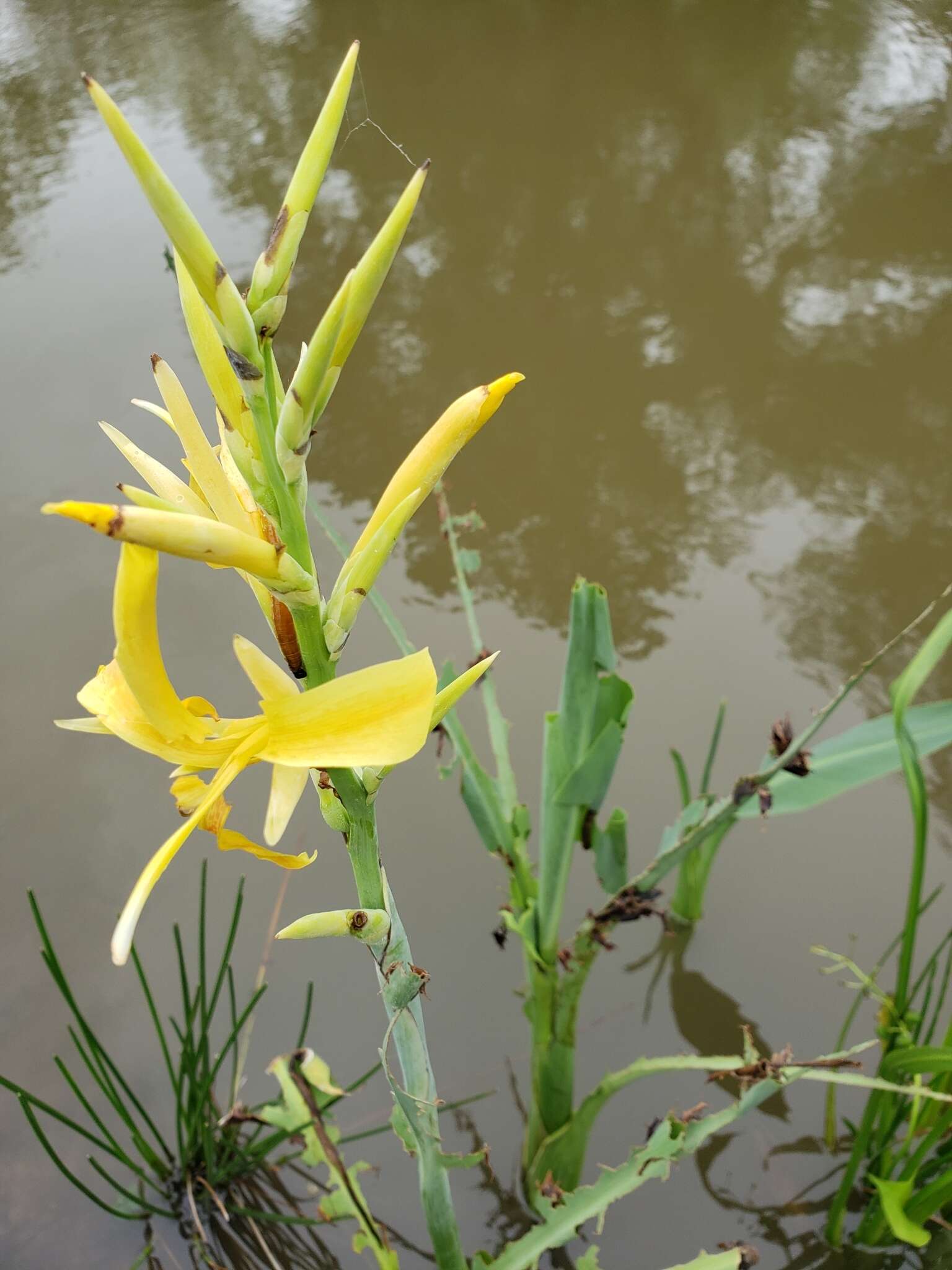 Imagem de Canna glauca L.