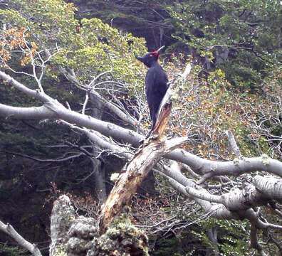 Image of Magellanic Woodpecker