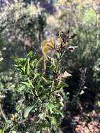 Image of Barleria rotundifolia Oberm.