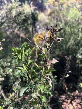 Image de Barleria rotundifolia Oberm.