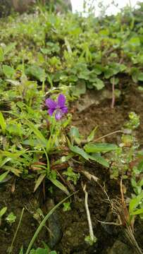 Image of Viola betonicifolia subsp. nagasakiensis (W. Becker) Y. S. Chen