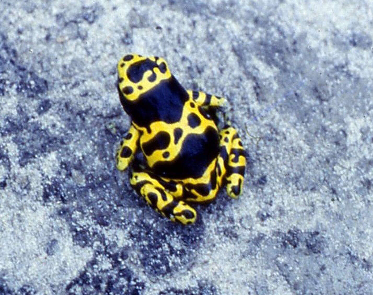 Image of Yellow-headed Poison Frog