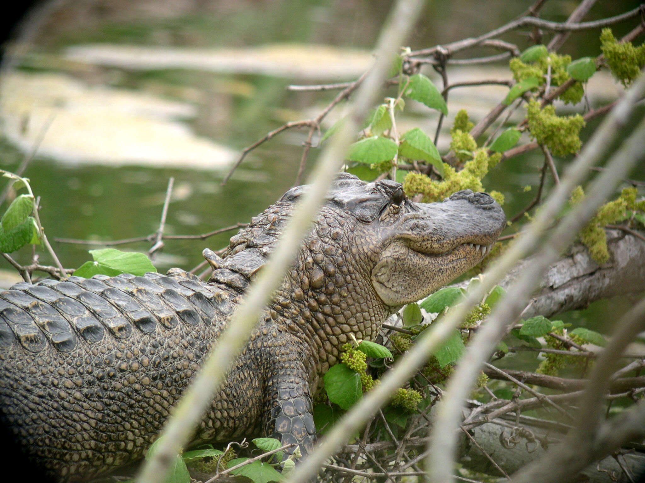 Image of alligators