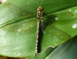 Image of Blue Hawker