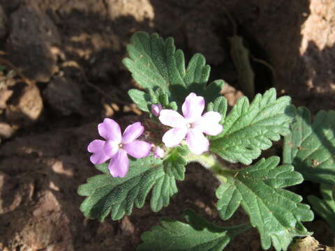 Image of southwestern mock vervain