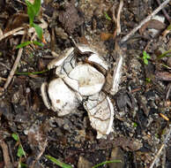 Image of False Earthstar