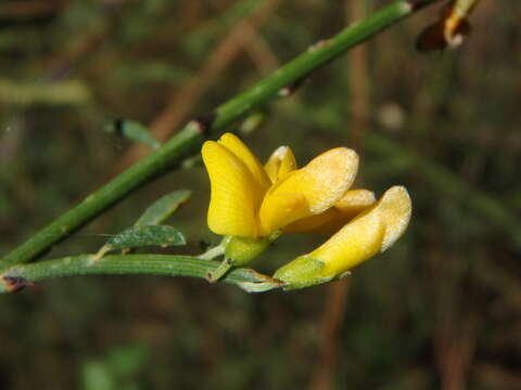 Plancia ëd Genista fasselata Decne.