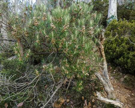 Image of Bedfordia linearis (Labill.) DC.