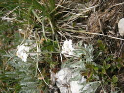 Image of silvery yarrow