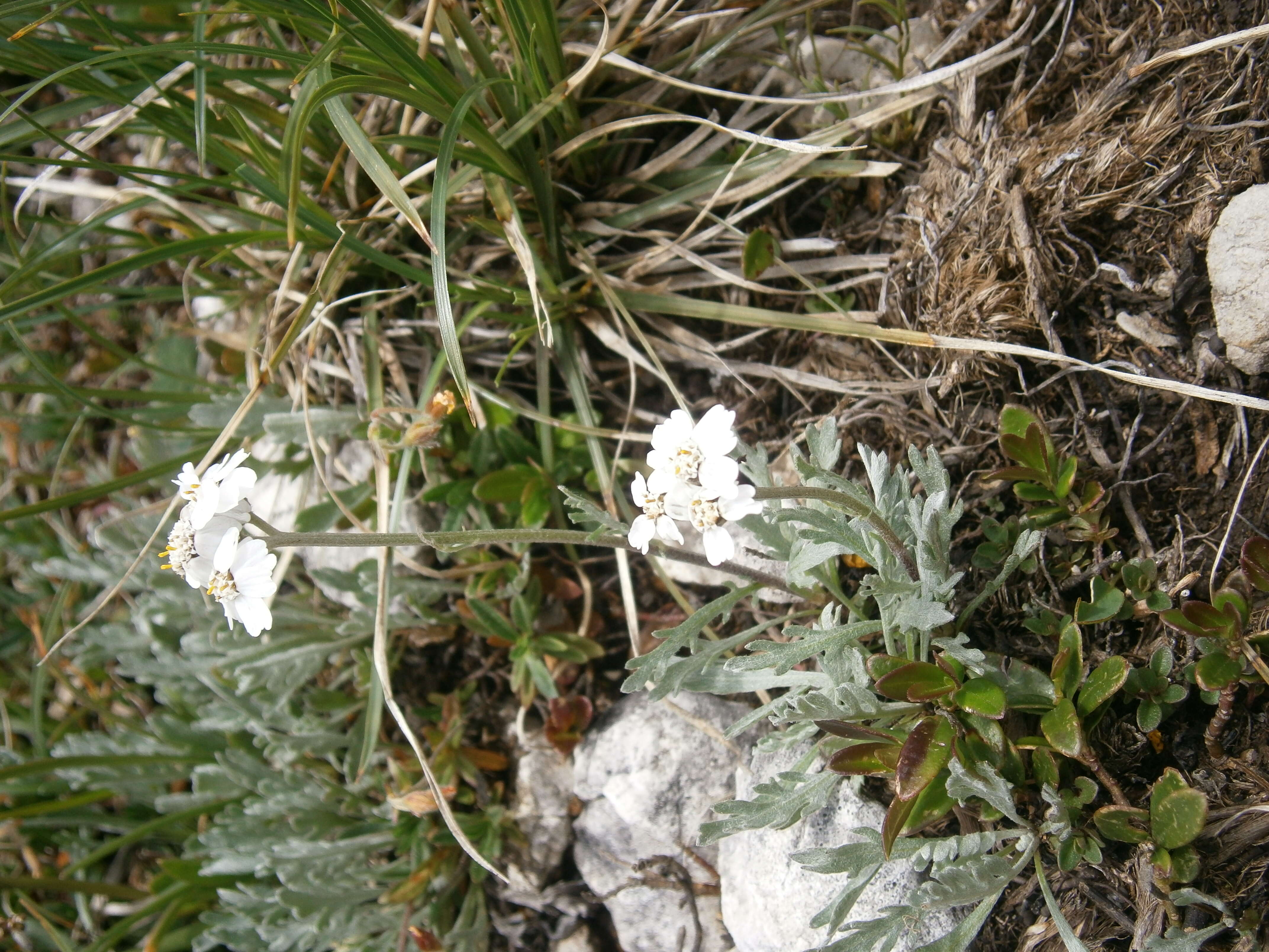 Image of silvery yarrow