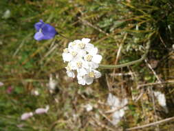 Achillea clavennae L. resmi