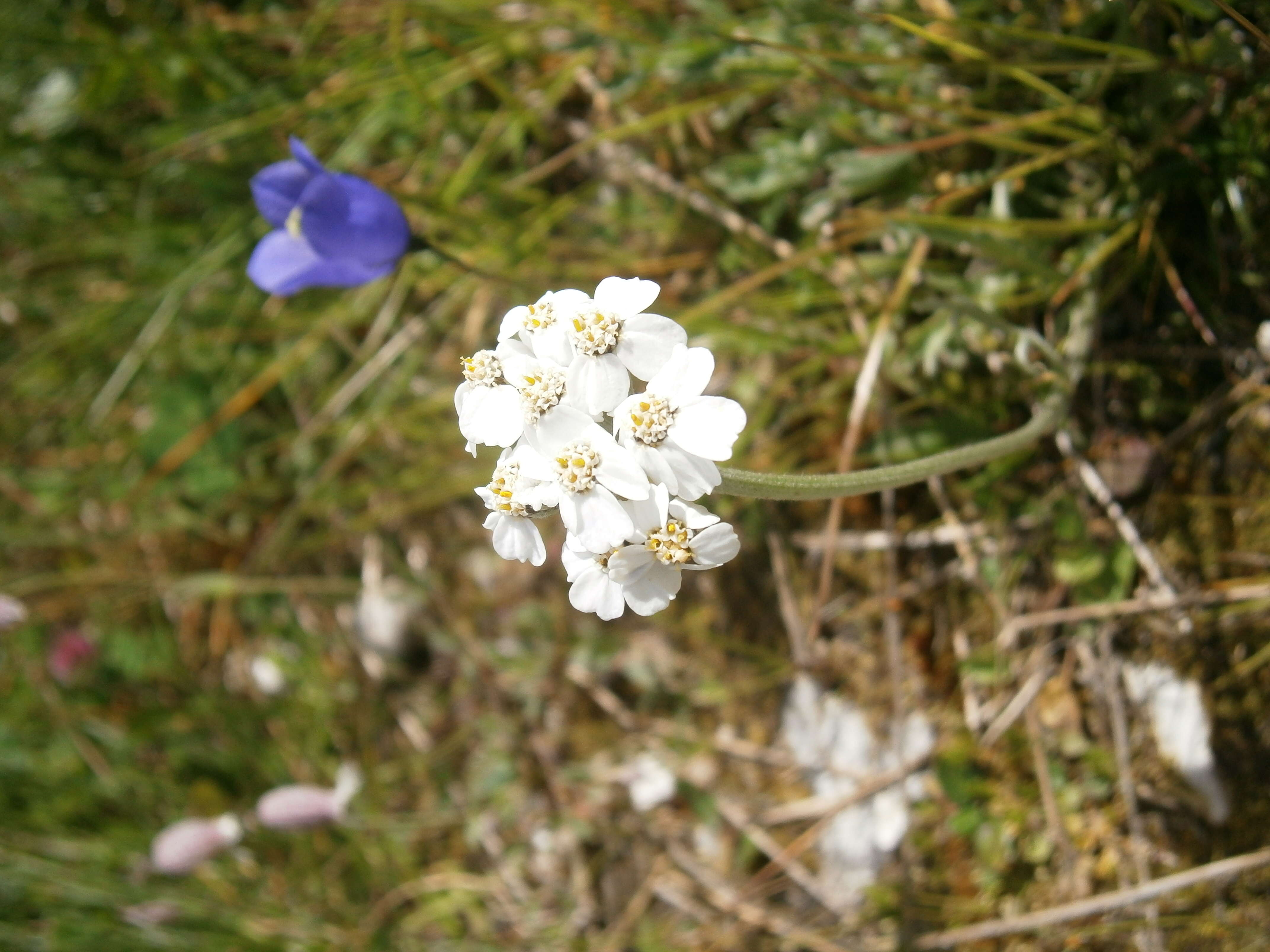 Image of silvery yarrow