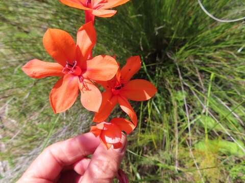 Imagem de Watsonia stenosiphon L. Bolus