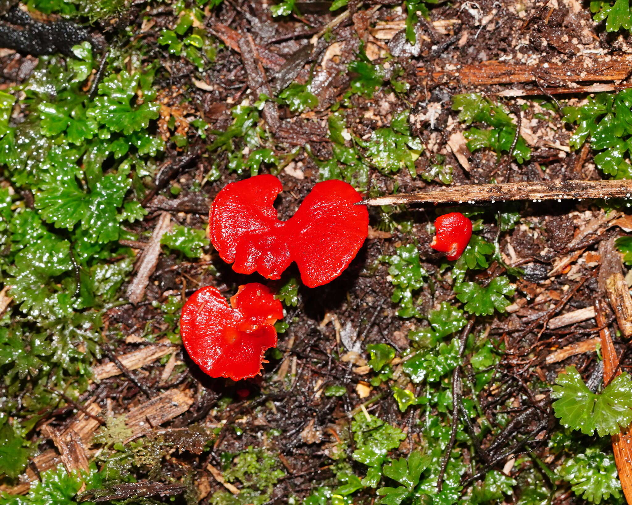 Image of Hygrocybe firma (Berk. & Broome) Singer 1958