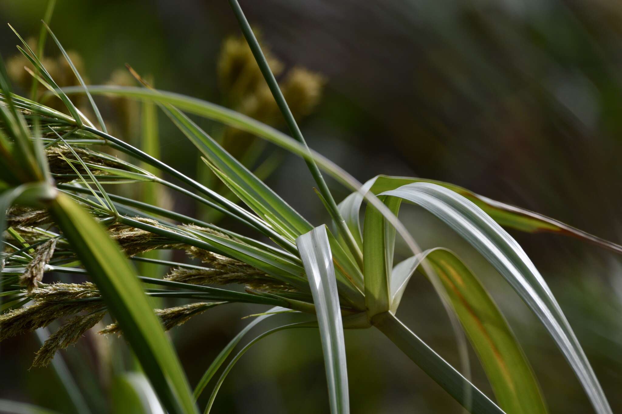 Imagem de Cyperus prolixus Kunth